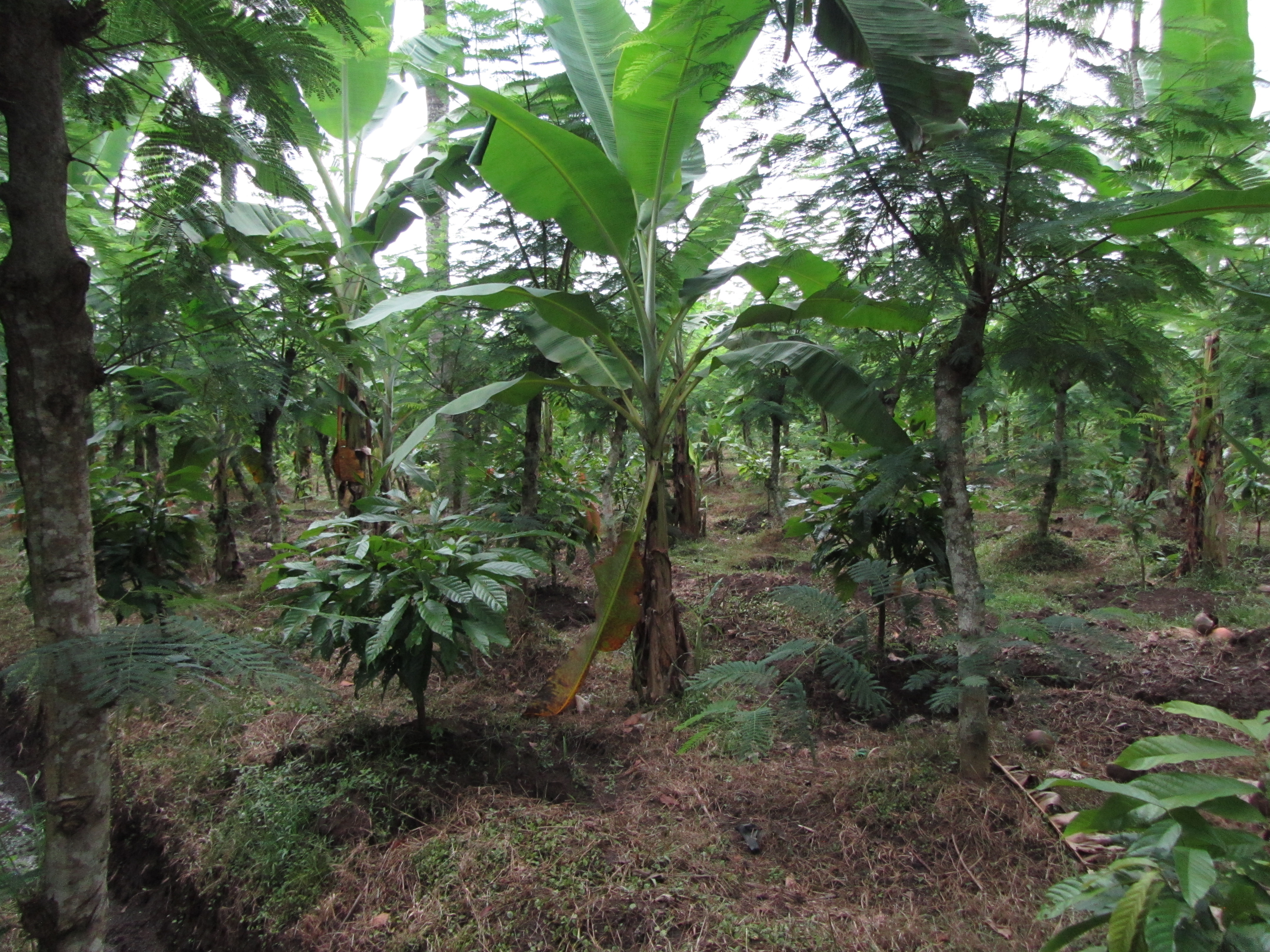 Immature cocoa agroforestry