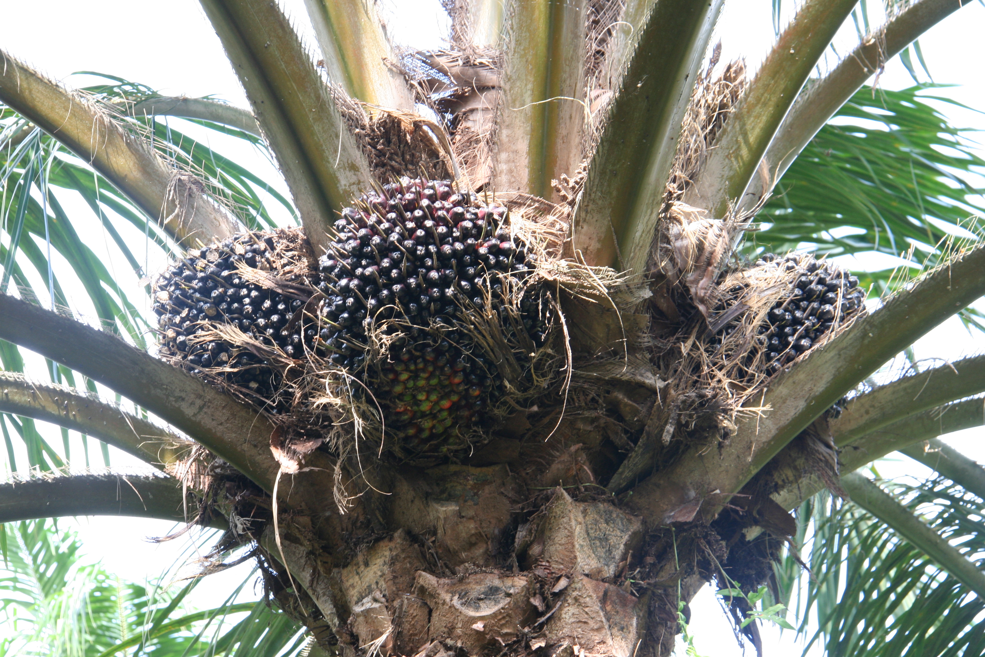 Oil palm bunches